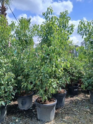 Cinnamomum camphora - Kámforfa