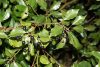 Cinnamomum camphora - Kámforfa