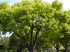 Cinnamomum camphora - Kámforfa