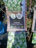 Clematis Cirrhosa 'Jingle Bells' - Klematisz