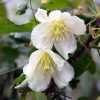 Clematis Cirrhosa 'Jingle Bells' - Klematisz