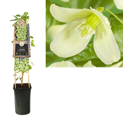 Clematis Cirrhosa 'Wisley cream' - Klematisz