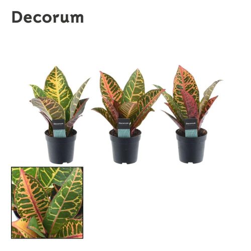 Croton (codiaeum) petra - Csodacserje