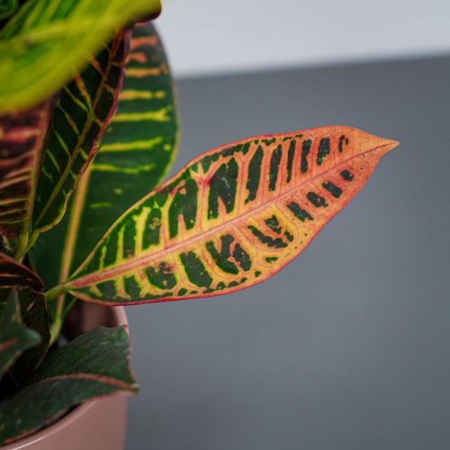 Croton (codiaeum) - Csodacserje