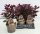 Cotinus coggygria 'Royal Purple' - Cserszömörce