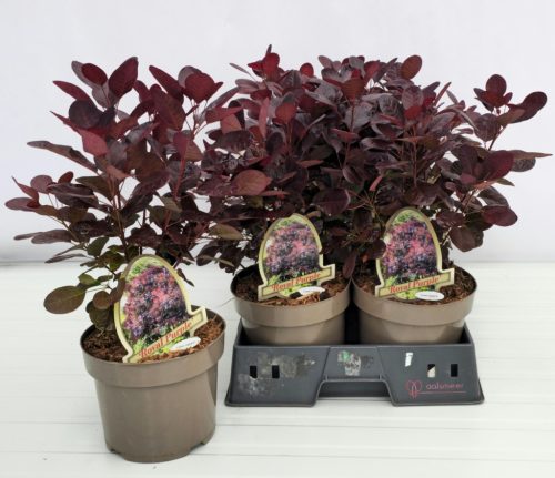 Cotinus coggygria 'Royal Purple' - Cserszömörce