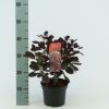 Cotinus coggygria 'Royal Purple' - Cserszömörce