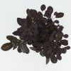 Cotinus coggygria 'Royal Purple' - Cserszömörce
