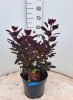 Cotinus coggygria 'Royal Purple' - Cserszömörce