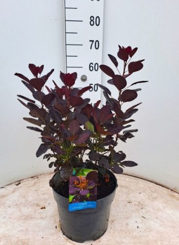 Cotinus coggygria 'Royal Purple' - Cserszömörce