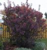 Cotinus coggygria 'Royal Purple' - Cserszömörce