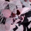 Cotinus coggygria 'Royal Purple' - Cserszömörce