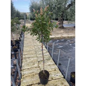   Callistemon citrinus 'Splendens' - Citromillatú kefevirág (törzses)