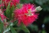 Callistemon citrinus 'Splendens' - Citromillatú kefevirág (törzses)