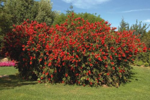 Callistemon citrinus 'Splendens' - Citromillatú kefevirág (törzses)