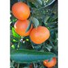 Citrus Clementina - Klementin mandarin (TERMÉS NELKÜLI) fóliakonténerben