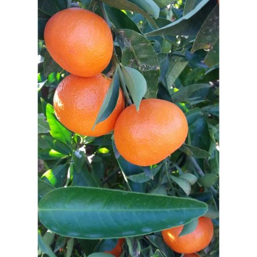 Citrus Clementina - Klementin mandarin (TERMÉS NELKÜLI) fóliakonténerben