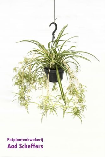 Chlorophytum comosum 'Variegatum' - Zöldike