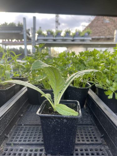 Cynara cardunculus var. scolymus - Articsóka (magyar)