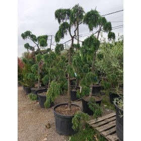   Cedrus deodara 'Feelin Blue' – Kék terülő himalájai cédrus