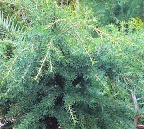 Cedrus deodara 'Feelin Blue' – Kék terülő himalájai cédrus