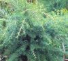 Cedrus deodara 'Feelin Blue' – Kék terülő himalájai cédrus