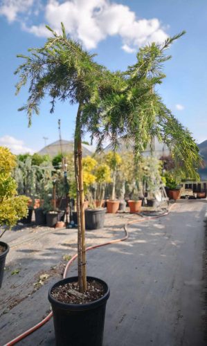 Cedrus deodara 'Feelin Blue' – Kék terülő himalájai cédrus