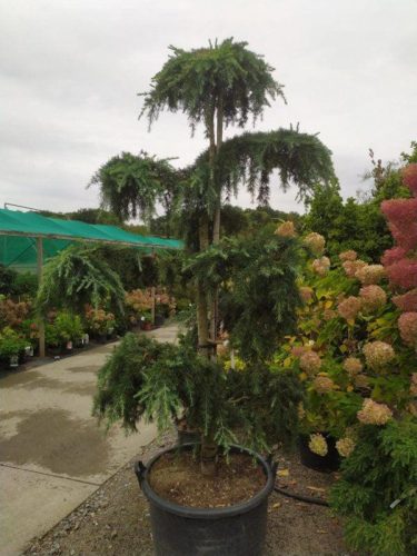 Cedrus deodara 'Feelin Blue' bonsai  – Kék terülő himalájai cédrus