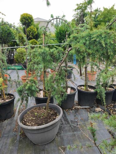 Cedrus deodara 'Feelin Blue' bonsai  – Kék terülő himalájai cédrus