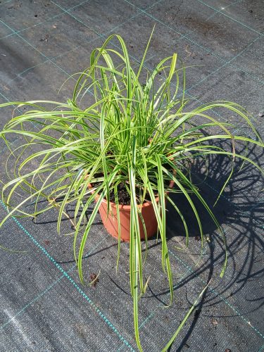 Carex divulsa Kaga-nishiki - Fésüs sás