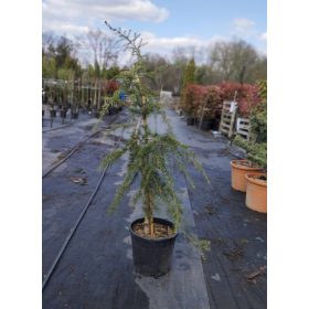   Cedrus deodara 'Pendula' – Csüngő himalájai cédrus