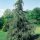 Cedrus deodara 'Pendula' – Csüngő himalájai cédrus