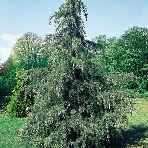 Cedrus deodara 'Pendula' – Csüngő himalájai cédrus