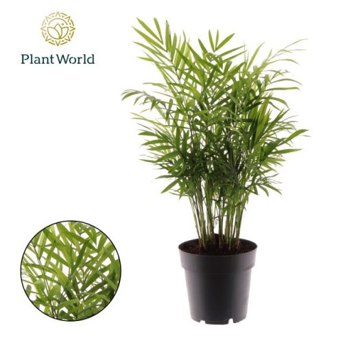 Chamaedorea elegans - Gyompálma