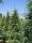 Cedrus atlantica Libani – Oszlopos Atlasz cédrus