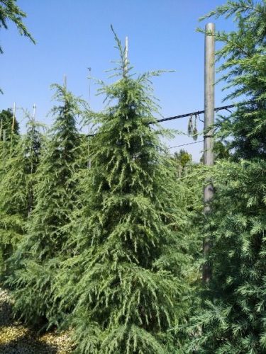Cedrus atlantica Libani – Oszlopos Atlasz cédrus