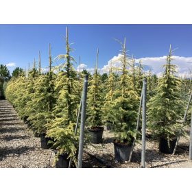 Cedrus Deodara Aurea - Himalájai Cédrus (sárga)