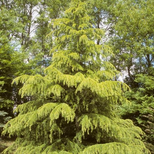 Cedrus Deodara Aurea - Himalájai Cédrus (sárga)