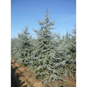 Cedrus atlantica - Atlaszcédrus