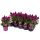 Celosia "Deep Purple" - Bíbor celózia