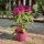 Celosia "Deep Purple" - Bíbor celózia