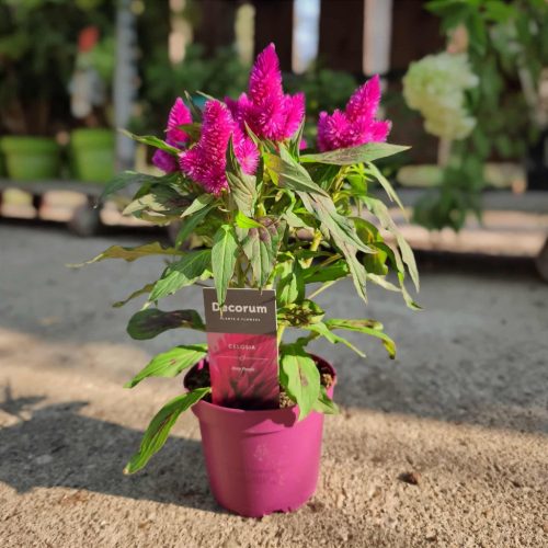 Celosia "Deep Purple" - Bíbor celózia