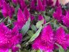 Celosia "Deep Purple" - Bíbor celózia