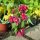 Celosia "Pink" - Bíbor celózia