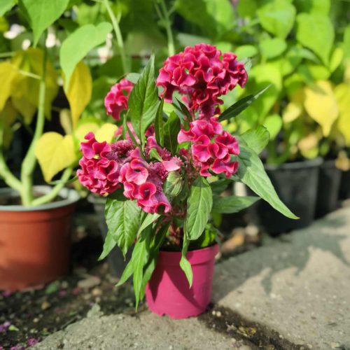 Celosia "Pink" - Bíbor celózia