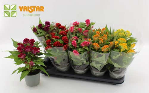 Celosia twisted mix - Celózia