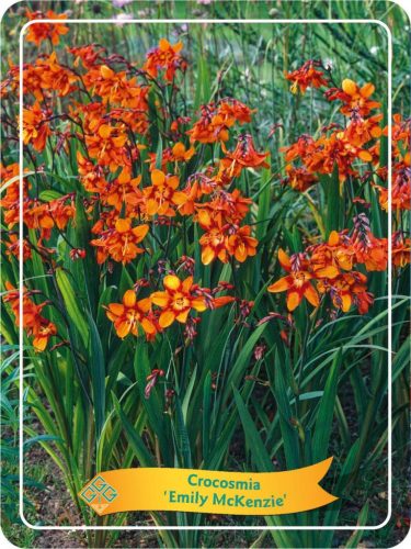 Crocosmia 'Emily Mckenzie' - Sáfrányfű 