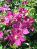 Clematis 'Ernest Markham' - Klematisz