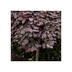   Cercis canadensis "Ruby Falls" - Bordó levelű csüngő kanadai júdásfa 