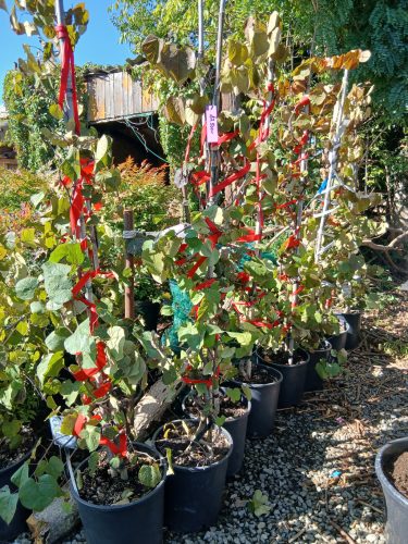 Cercis canadensis "Ruby Falls" - Bordó levelű csüngő kanadai júdásfa 